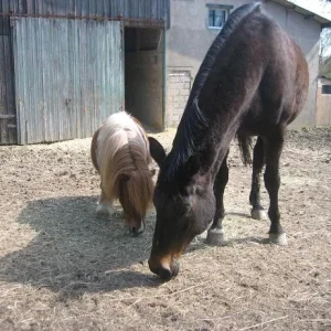 Kopie von IMG_1251.jpg