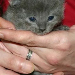 Katze von 2. Wurf.jpg