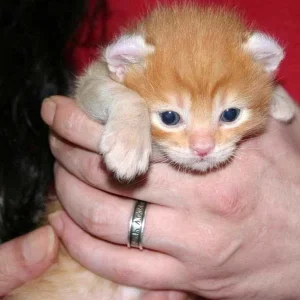 Roter Kater vom 2. Wurf.jpg