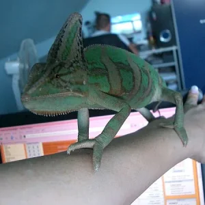 3.Kleiner Thor auf großer Reise.jpg