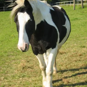 Kopie von Paddy 2.jpg