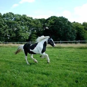 Kopie (2) von Aufgezeichnet 2004-10-3 00018.jpg