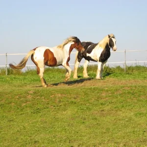 Kopie von Aufgezeichnet 2003-12-30 00002.jpg