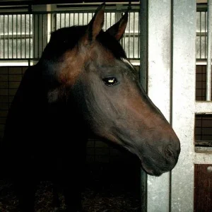 Kopie von Aufgezeichnet 2004-7-8 00000.jpg