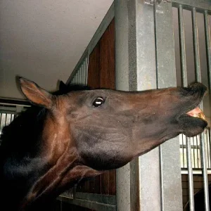 Kopie von Aufgezeichnet 2004-7-8 00001.jpg