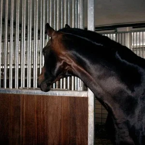 Kopie von Aufgezeichnet 2004-7-8 00002.jpg