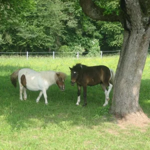 Kopie von IMG_2382.jpg