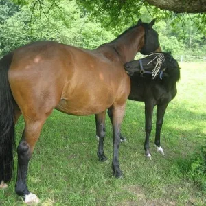 Kopie von IMG_2405.jpg