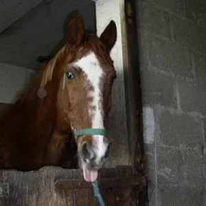 Kopie (2) von flori zahn, pferde allgemein 035.jpg