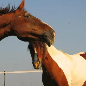 Kopie von Cygol & Sati.jpg