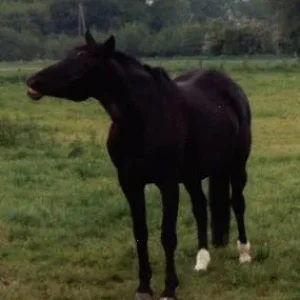 Kopie von lachhaft.jpg