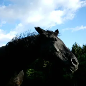 Aufgezeichnet 2004-8-19 00005.jpg