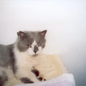 Bärchi   liegend mit offenen Augen  07.07.jpg