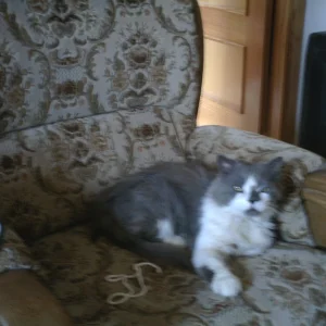 Bärchi  auf dem Büro-Sessel 06.08.07.jpg