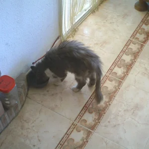 Bärchi  28.07.07.jpeg