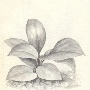 Bartes Speerblatt.jpg