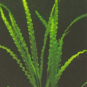 Gewelltblättrige Wasserähre.jpg