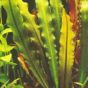 Medium 'Steifblättrige Wasserähre.jpg' in der Kategorie 'Das Aquarium'