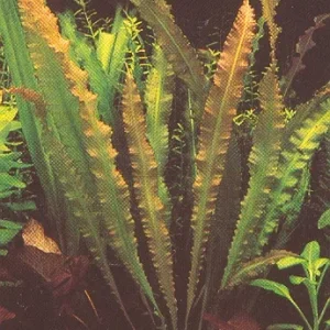 Krause Wasserähre.jpg