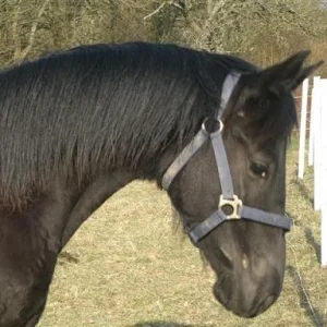 Kopie (3) von CIMG0818.jpg