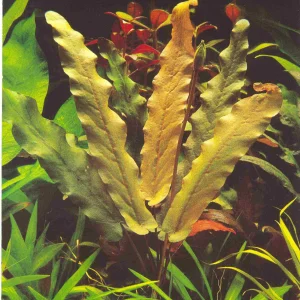 Langblättrige Barclaya.jpg