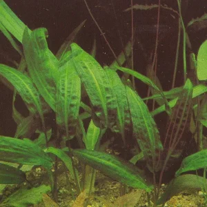 Haertels Wasserkelch.jpg