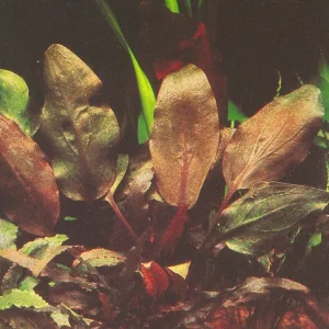 Herzblättriger Wasserkelch.jpg