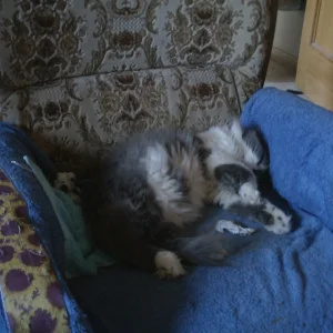 Bärchi flauschig    09.07  forum.jpg