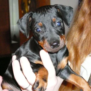 Indira in meiner Hand.jpg