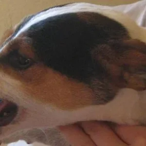 Kopie von lieberjerry.jpg