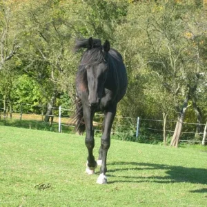 Kopie von IMG_3317.jpg