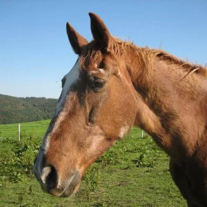 Kopie von IMG_3313.jpg