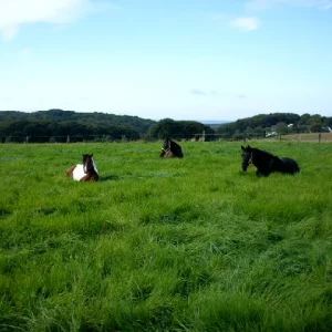 Aufgezeichnet 2004-1-20 00000.jpg