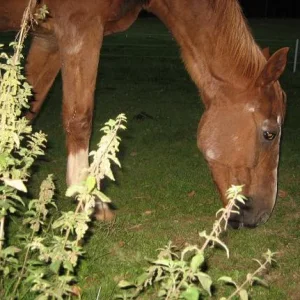 Kopie von IMG_3152.jpg