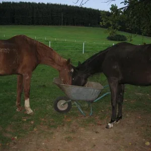 Kopie von IMG_3130.jpg