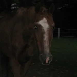 Kopie von IMG_3129.jpg