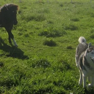 Kopie von bandimo.jpg