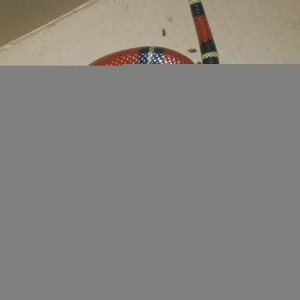 Schlange frisst maus.jpg.jpg