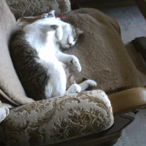 Mau-i auf dem Sessel 11.07.jpg