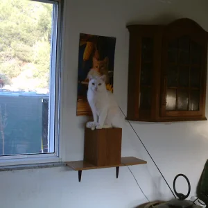 Gizzy auf der Box  10.07.jpg