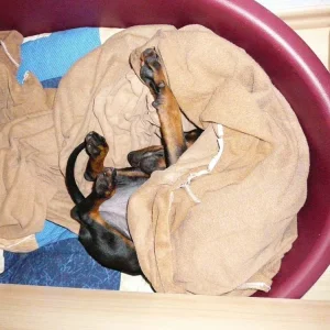 33 Dira Körbchen.jpg