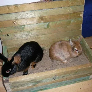 Nala und Simba (Kiste).jpg