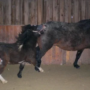 Kopie von diverses 387.jpg