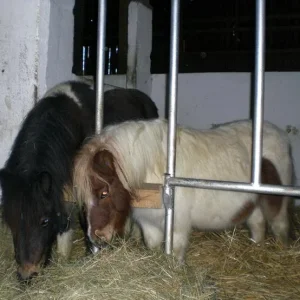 Kopie von diverses 422.jpg