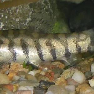 Schmerle Schmirrgel.jpg