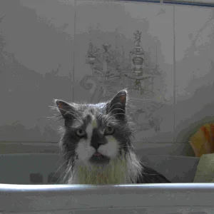 Bärchi     Waschtag, schon wieder etwas trocken  03.02.08 F.jpg