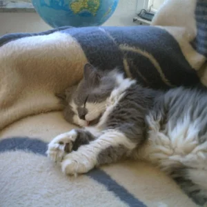 Bärchi mit Zungenspitze  09.07.jpg