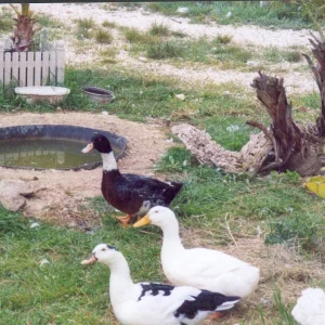 Agip Bella & Anna & Strubbel noch vereint vorm 18.05.07.jpg