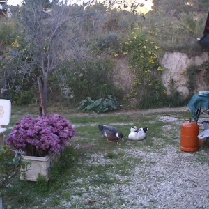 Agip & Strubbel & Robin Herbstbild 11.07.jpg