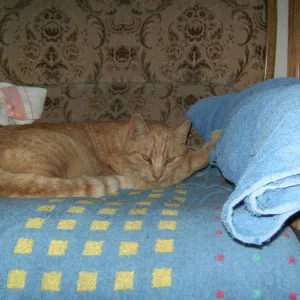 Bella   blinzelnd  11.03.08.jpg